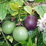 Passionflower herbs,fruits